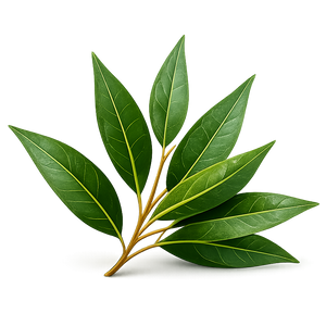 Eucalyptus