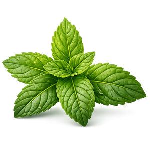 Peppermint